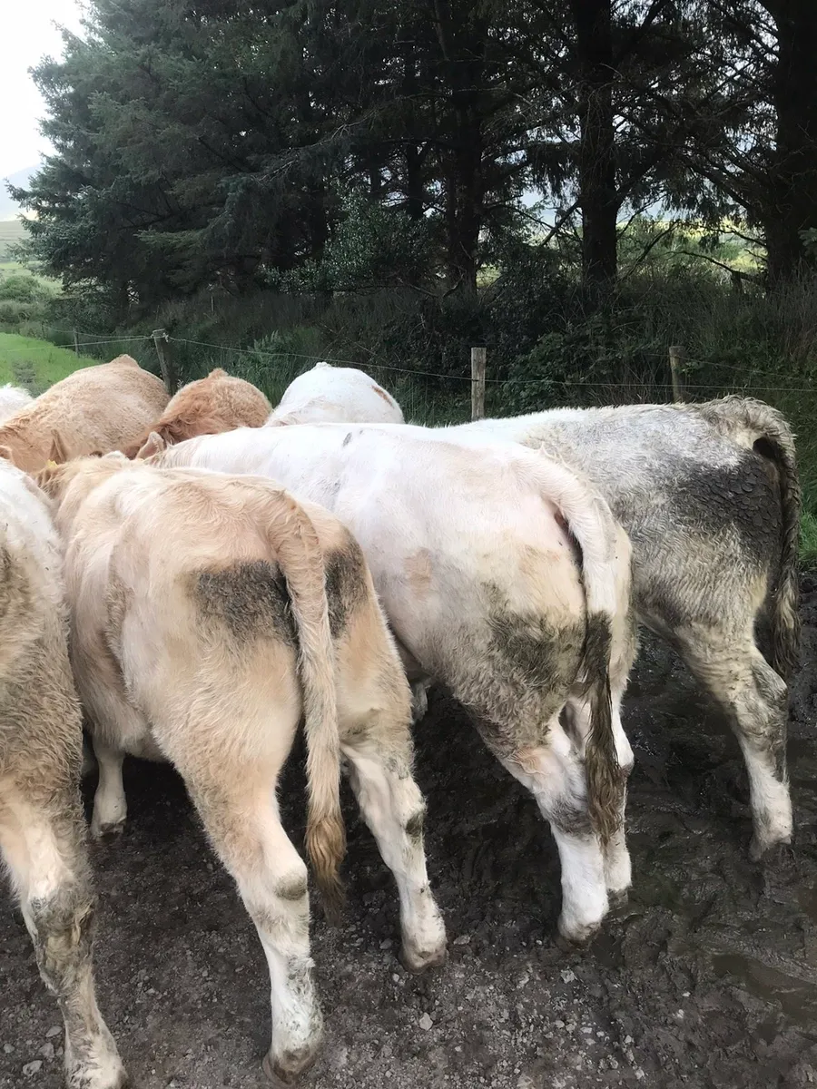 4&5 star heifers - Image 4