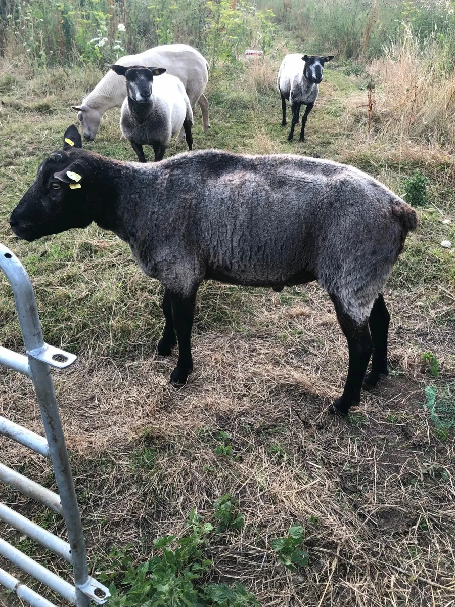 PBR Blue Texel Ram - Image 1