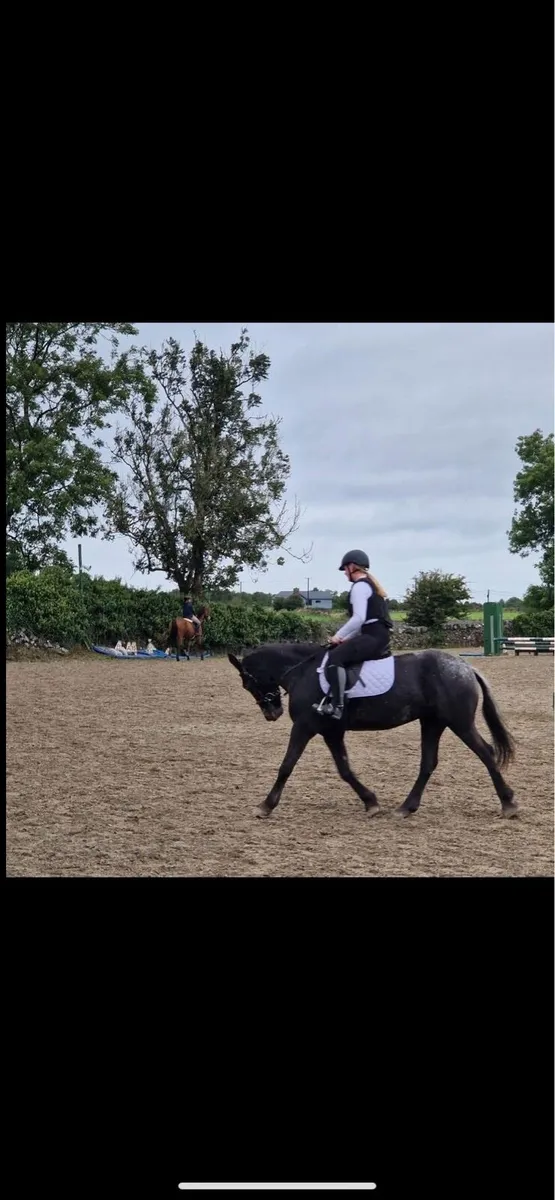 Mare 5yo 15.3hh - Image 3