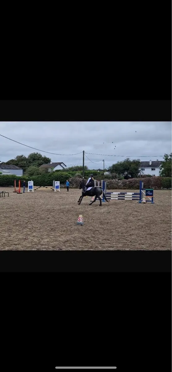 Mare 5yo 15.3hh - Image 4
