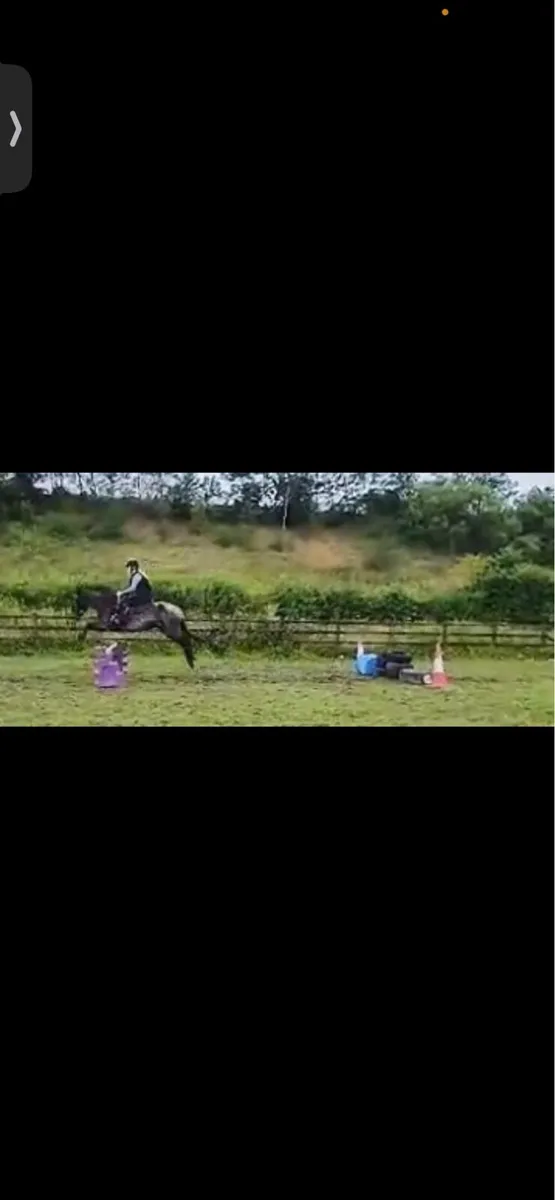 showjumping mare - Image 2