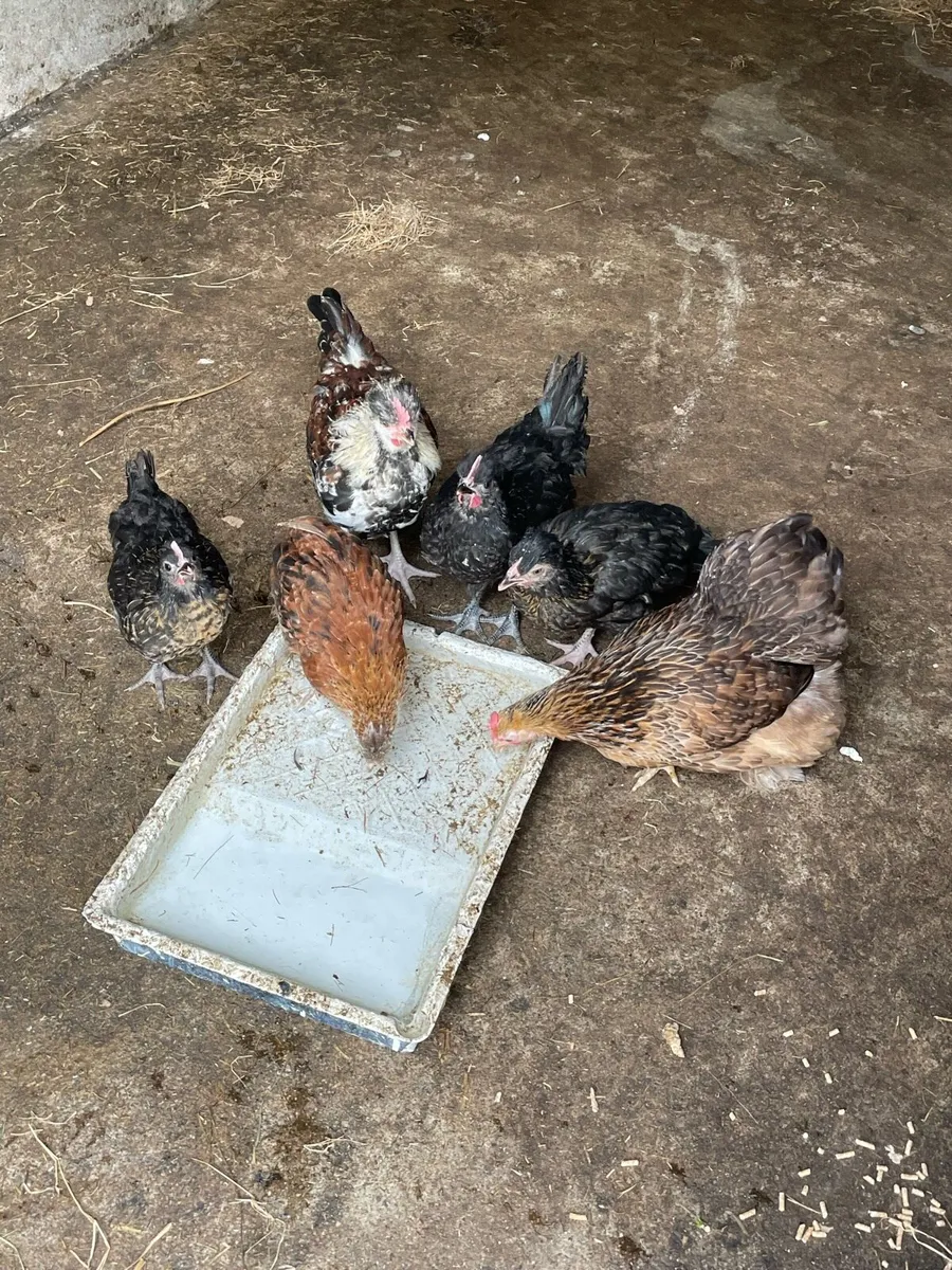 shetland chickens - Image 1