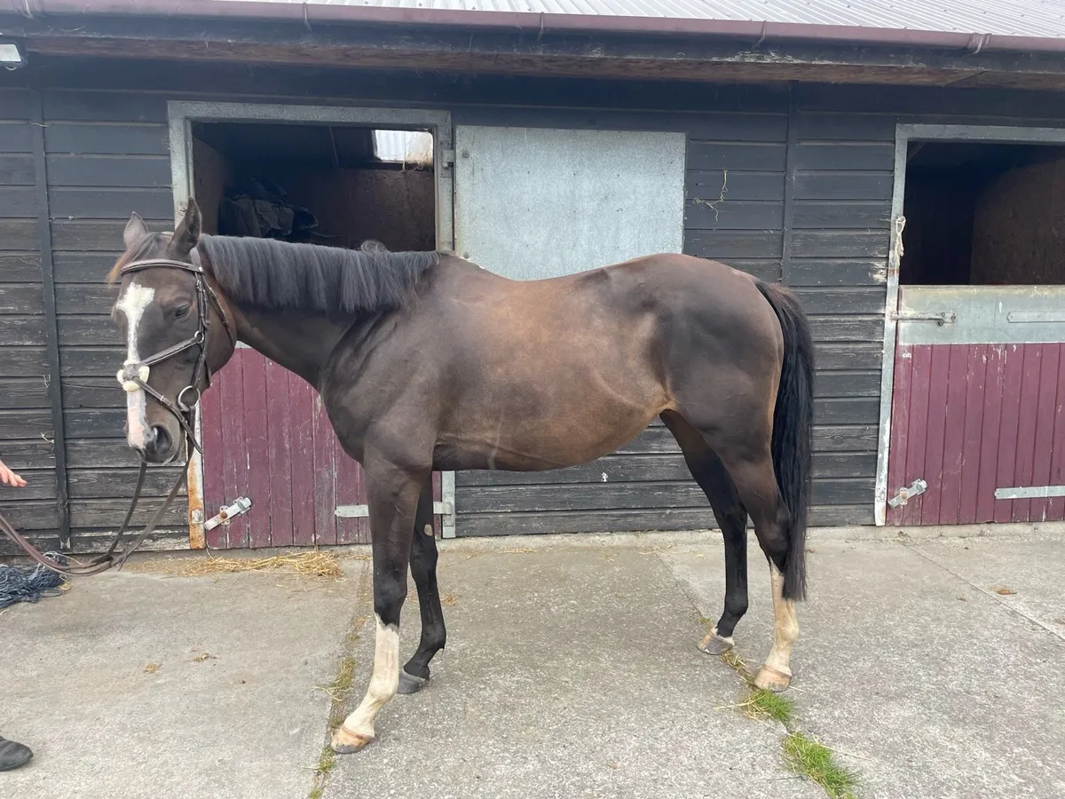 Horse - Image 1