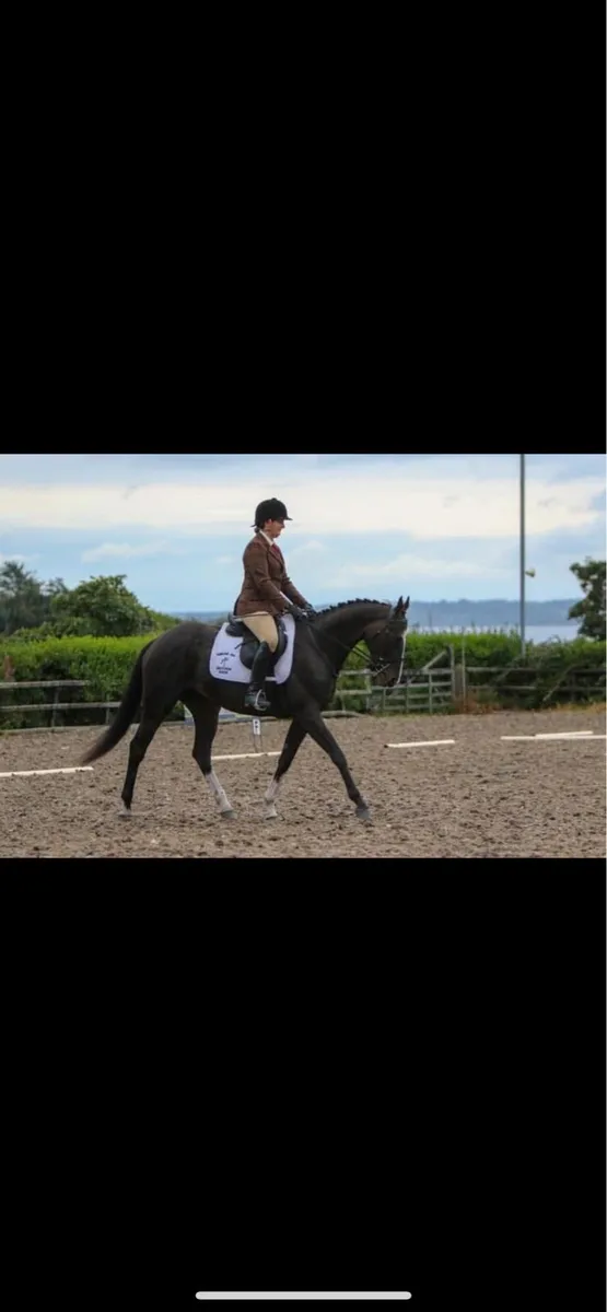 Horse - Image 2