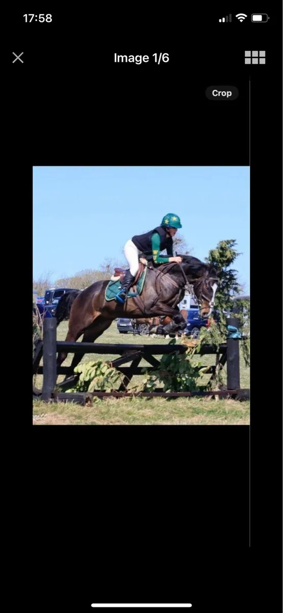 Horse - Image 3