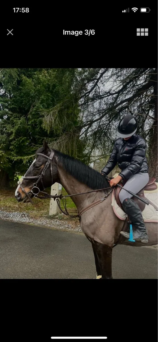 Horse - Image 4