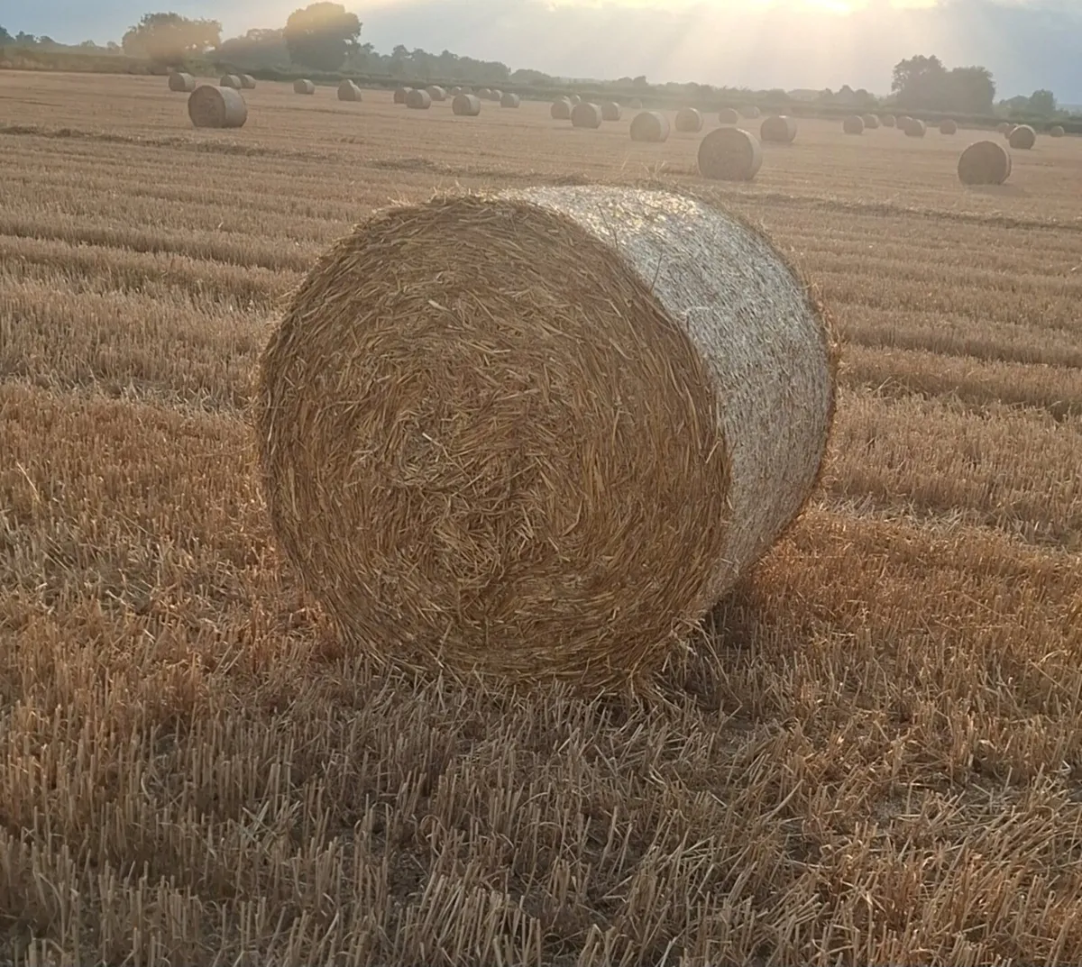 Straw Near N7 ideal for truck's