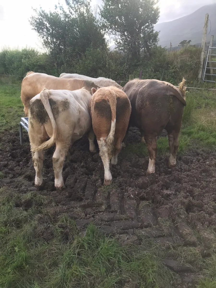 Heavy bulls - Image 1