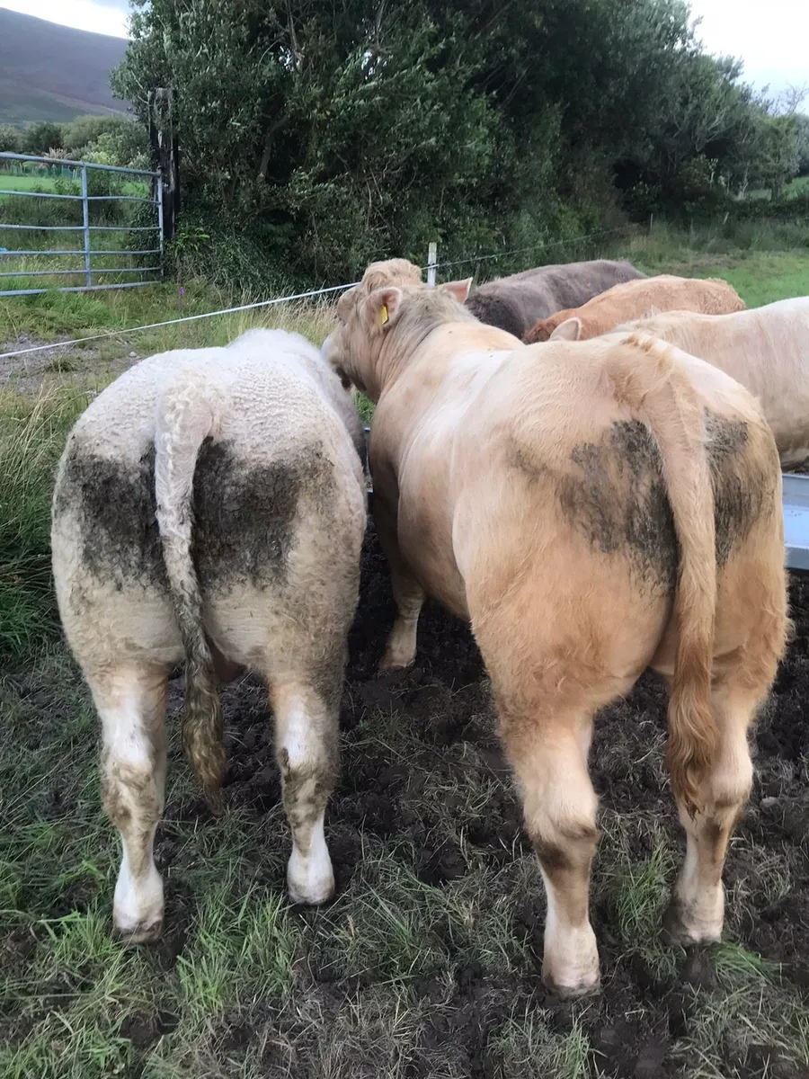 Heavy bulls - Image 2
