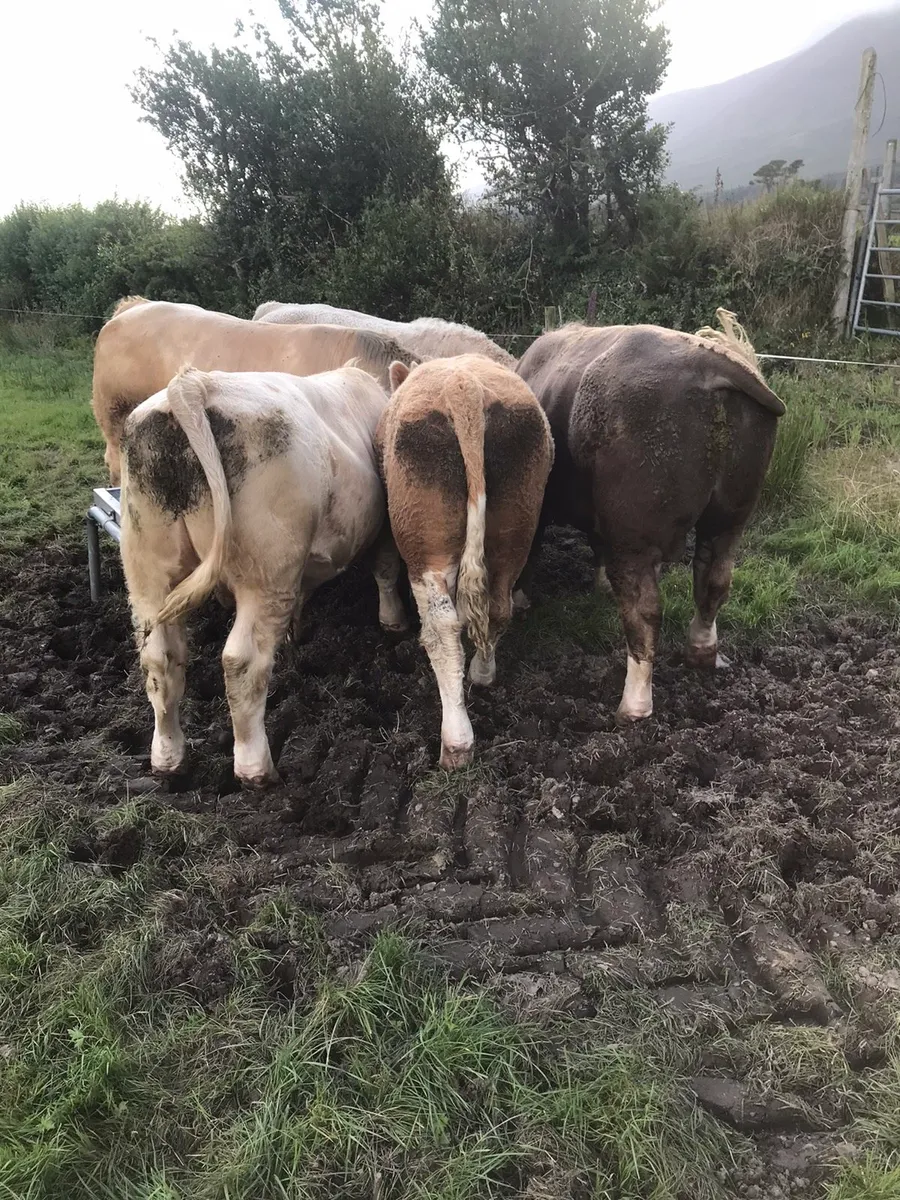 Heavy bulls - Image 3
