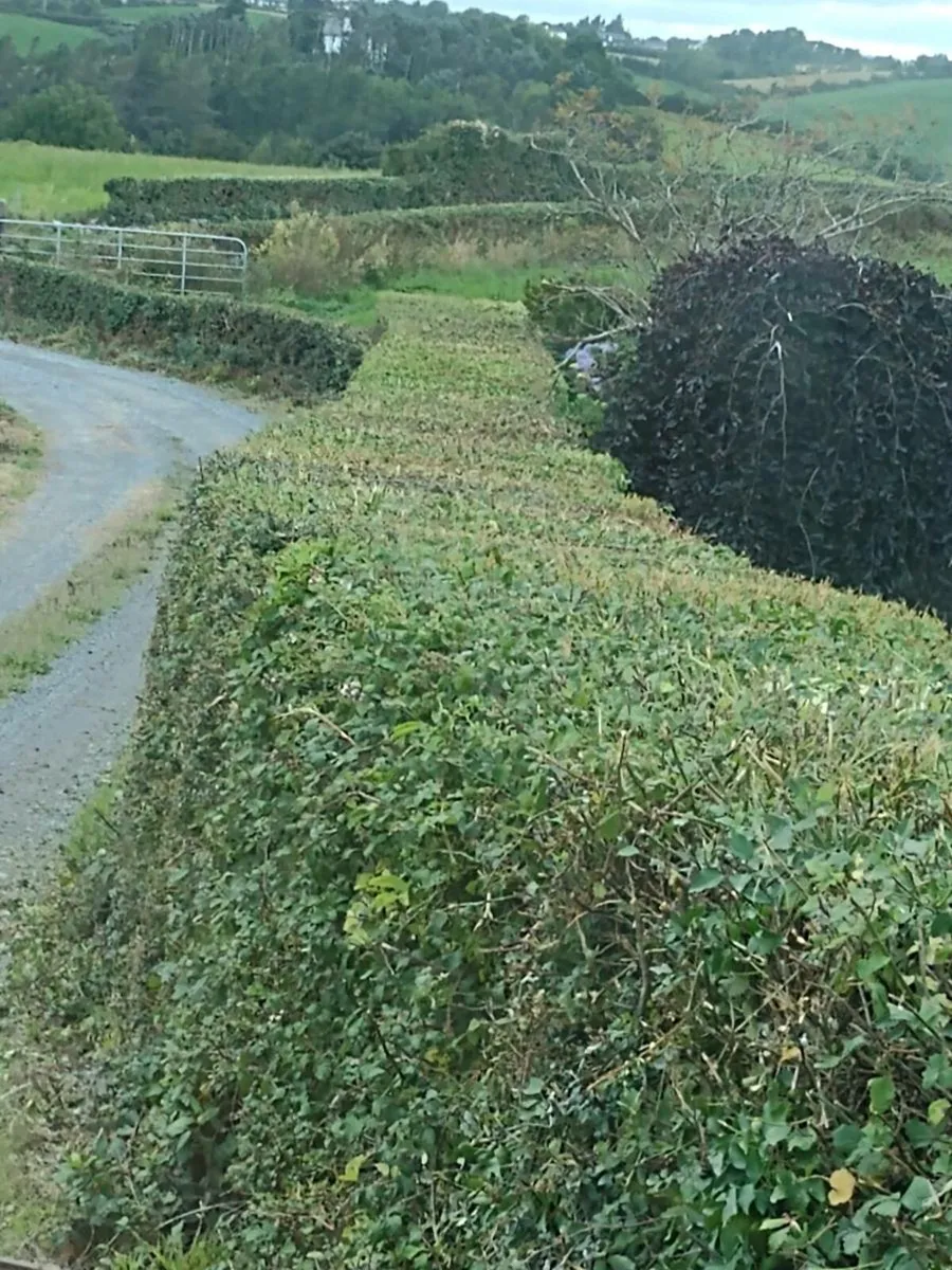 Hedge cutting - Image 1