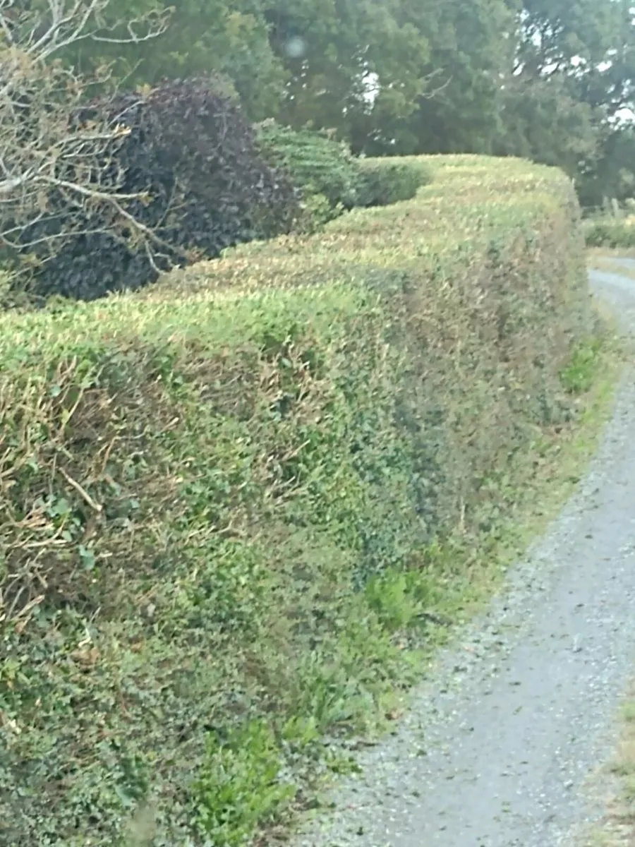 Hedge cutting - Image 2