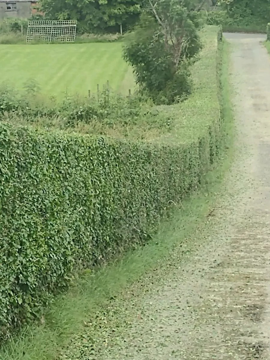 Hedge cutting - Image 4