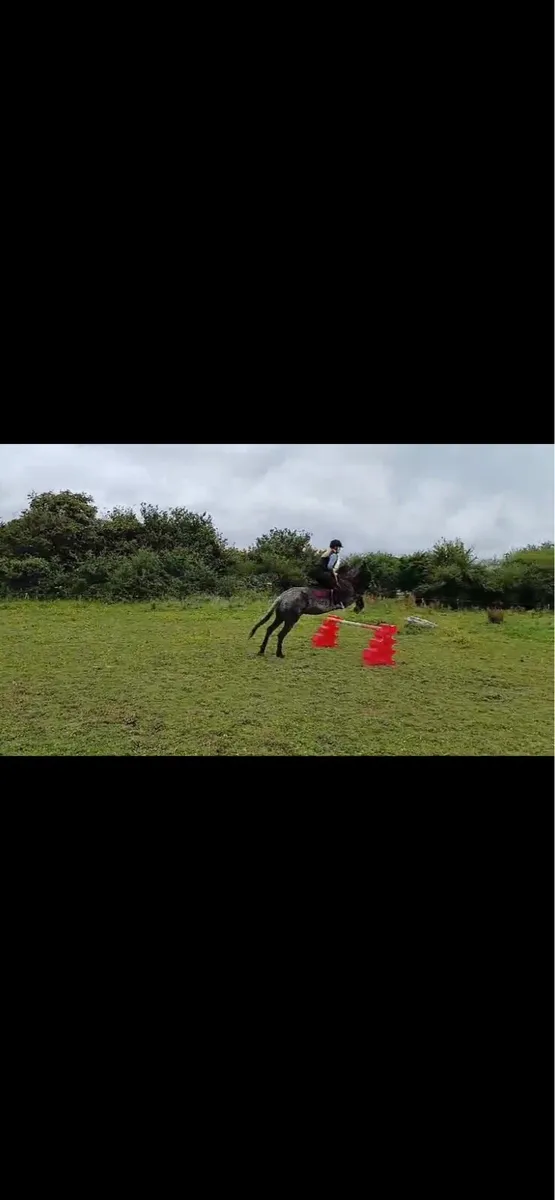 Mare 5yo 15.3hh - Image 2