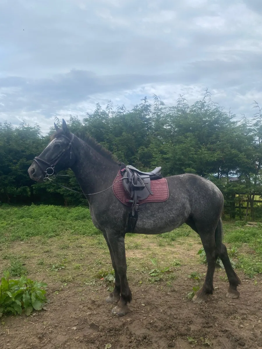 Mare 5yo 15.3hh - Image 1