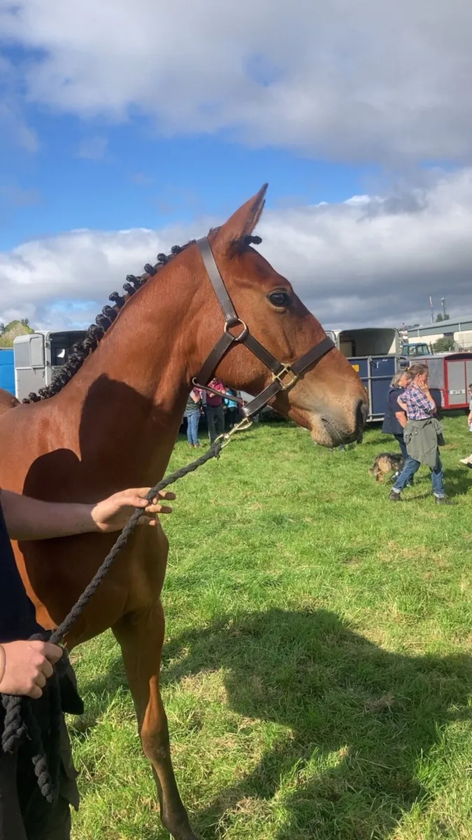 TBxISH Yearling - Image 1