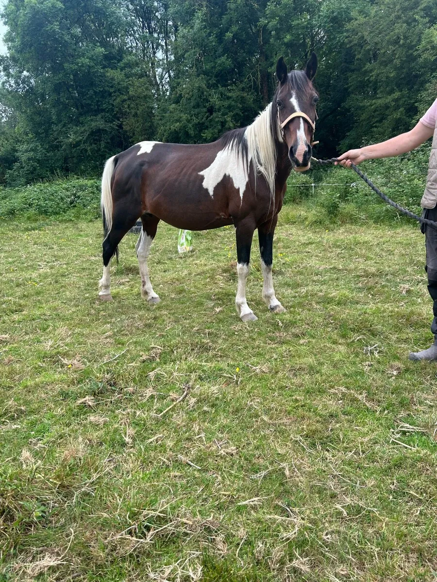 💨11 Year Old Square Trotting Mare Forsale💨 - Image 1