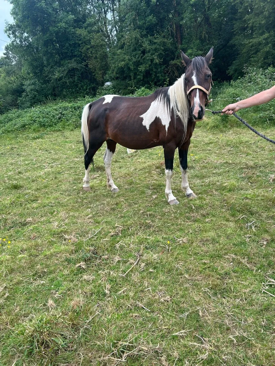 💨11 Year Old Square Trotting Mare Forsale💨 - Image 2