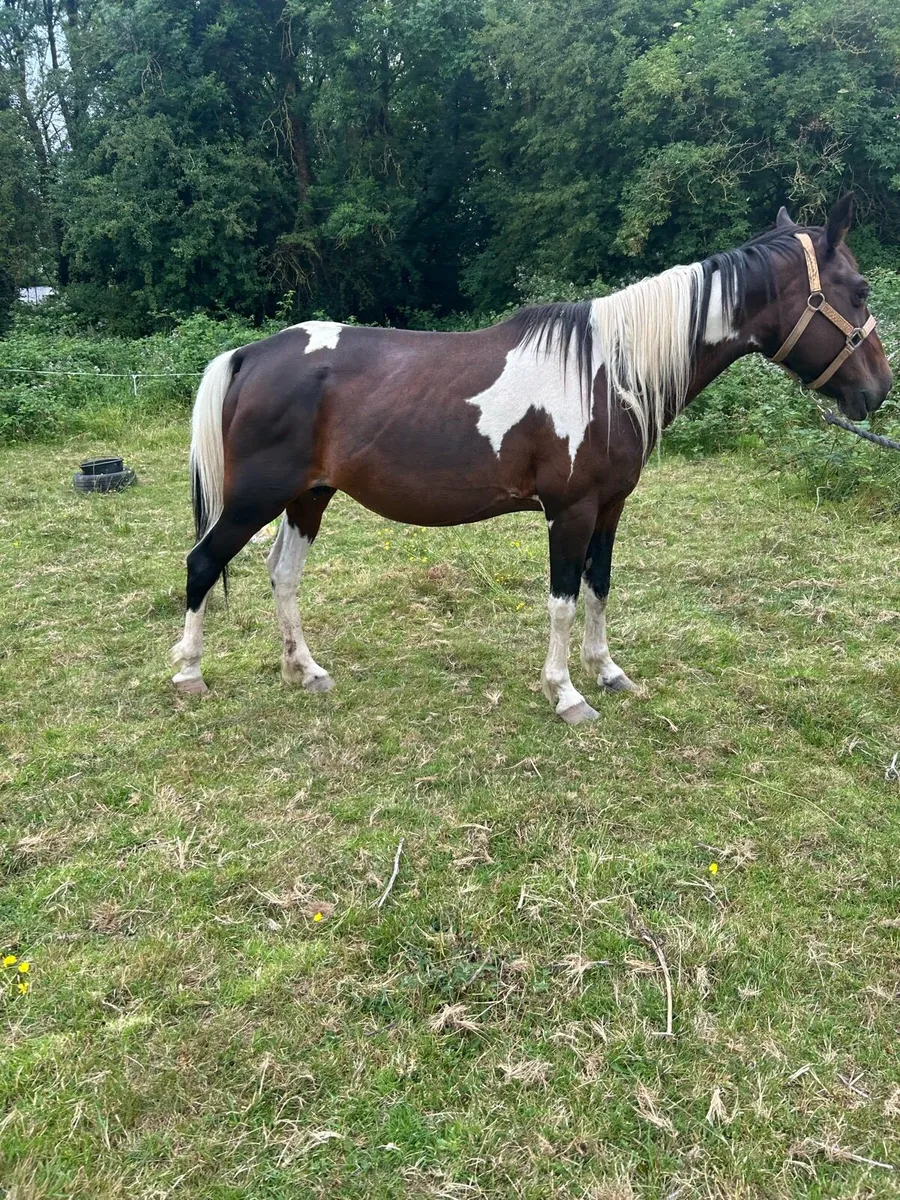 💨11 Year Old Square Trotting Mare Forsale💨 - Image 3