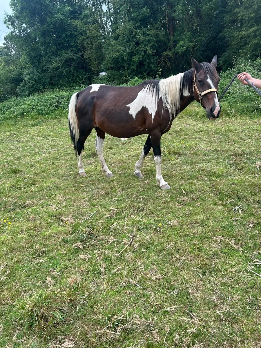 💨11 Year Old Square Trotting Mare Forsale💨 - Image 4