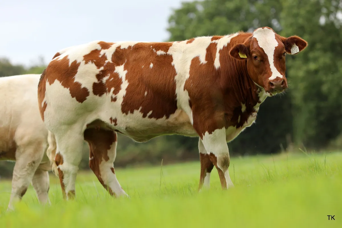 Show heifers for Gort show and sale thursday 14/8 - Image 2