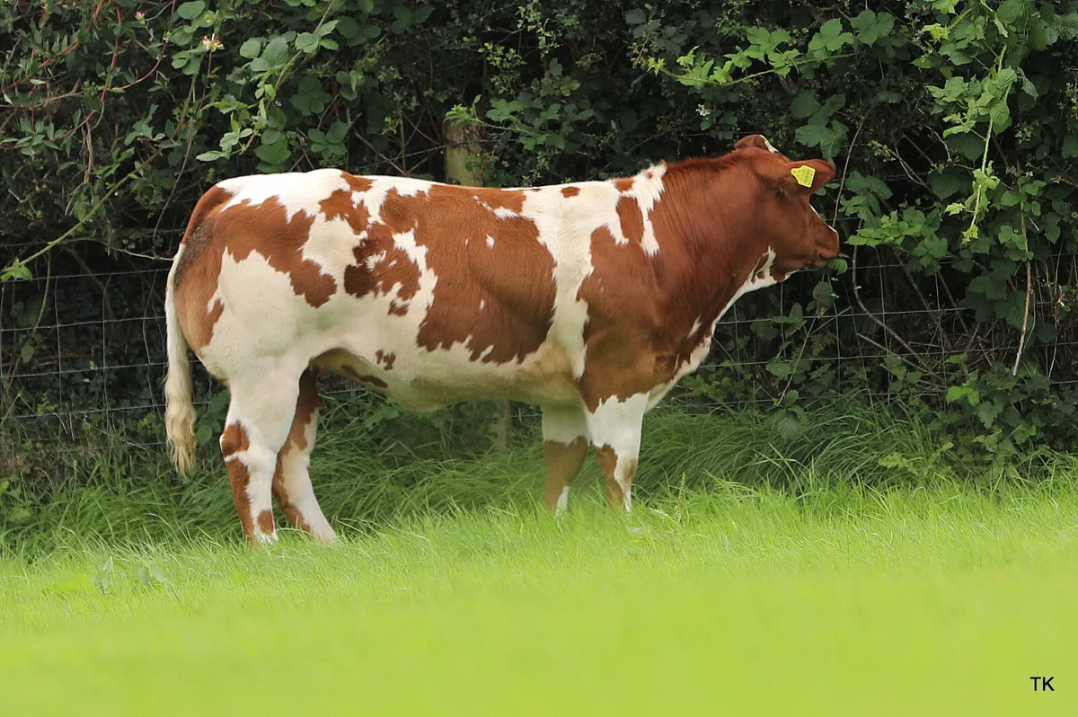 Show heifers for Gort show and sale thursday 14/8 - Image 3
