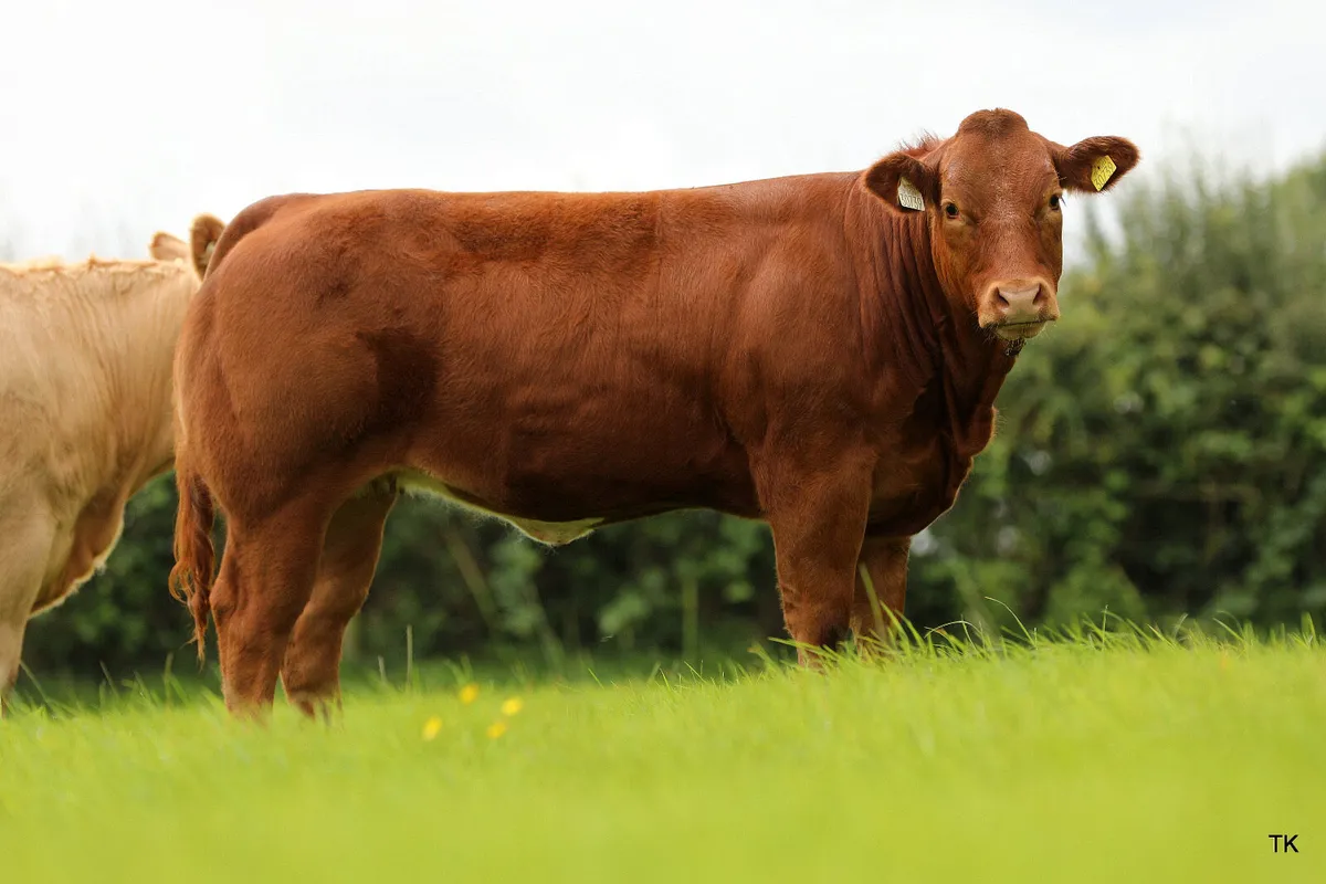 Show heifers for Gort show and sale thursday 14/8 - Image 4