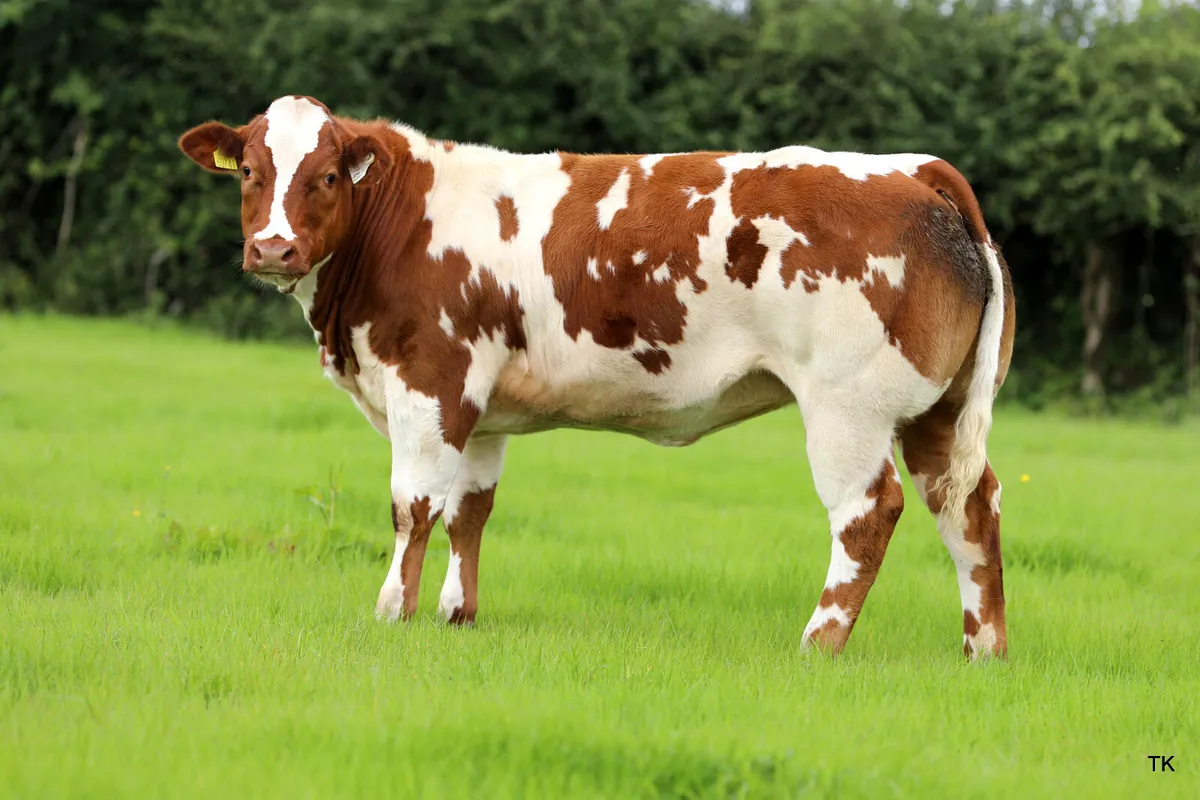 Show heifers for Gort show and sale thursday 14/8 - Image 1