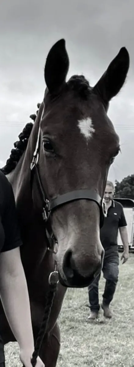 TBxISH Yearling - Image 2