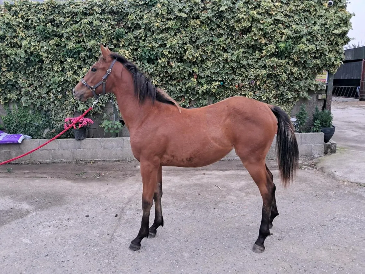 Yearling - Irish Sports Horse - Image 1