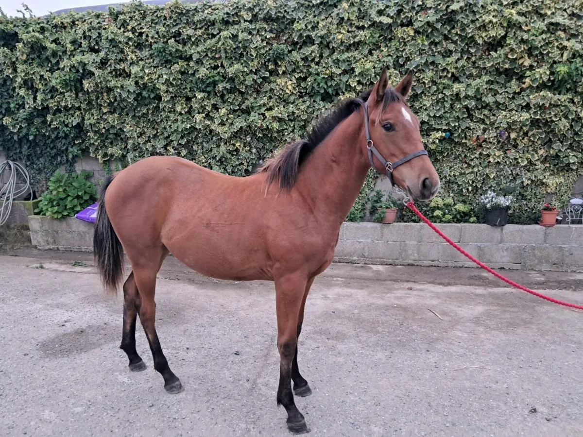 Yearling - Irish Sports Horse - Image 2