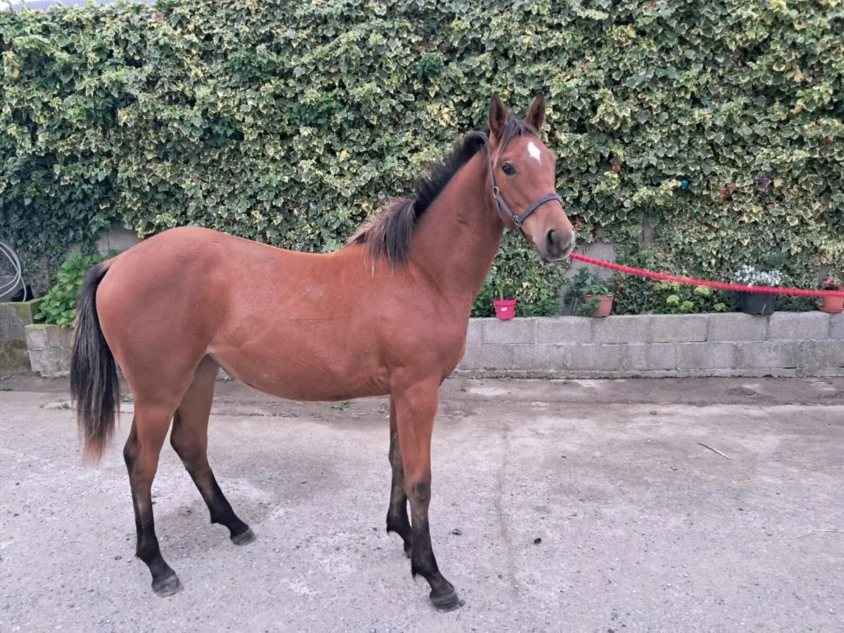 Yearling - Irish Sports Horse - Image 3