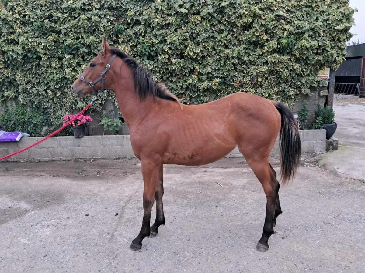 Yearling - Irish Sports Horse - Image 4