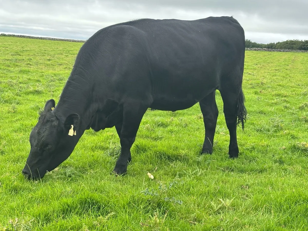 Angus heifers - Image 1