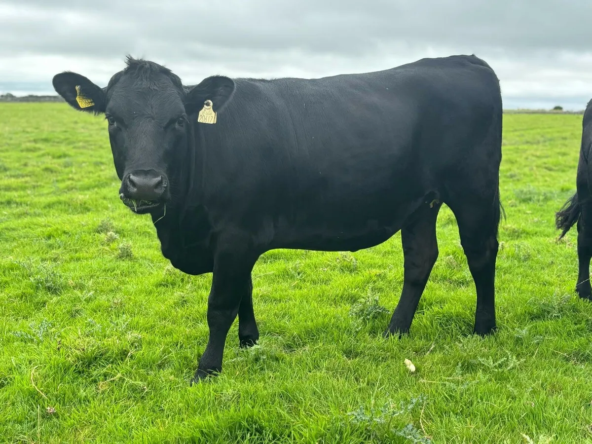 Angus heifers - Image 2