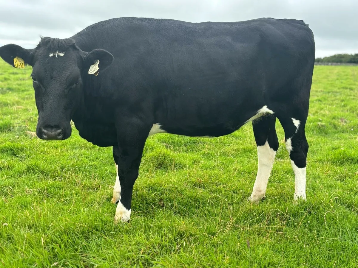 Angus heifers - Image 3