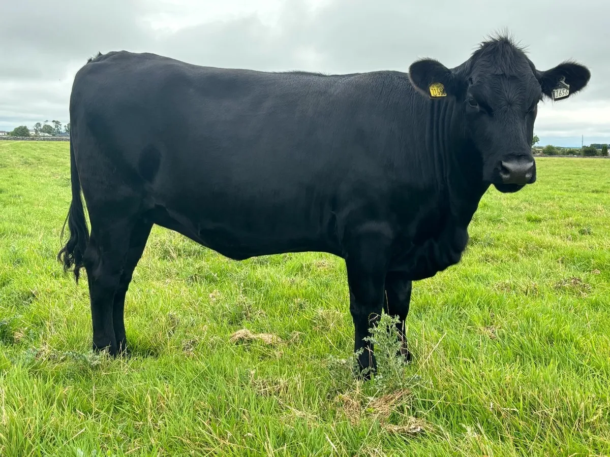 Angus heifers - Image 4