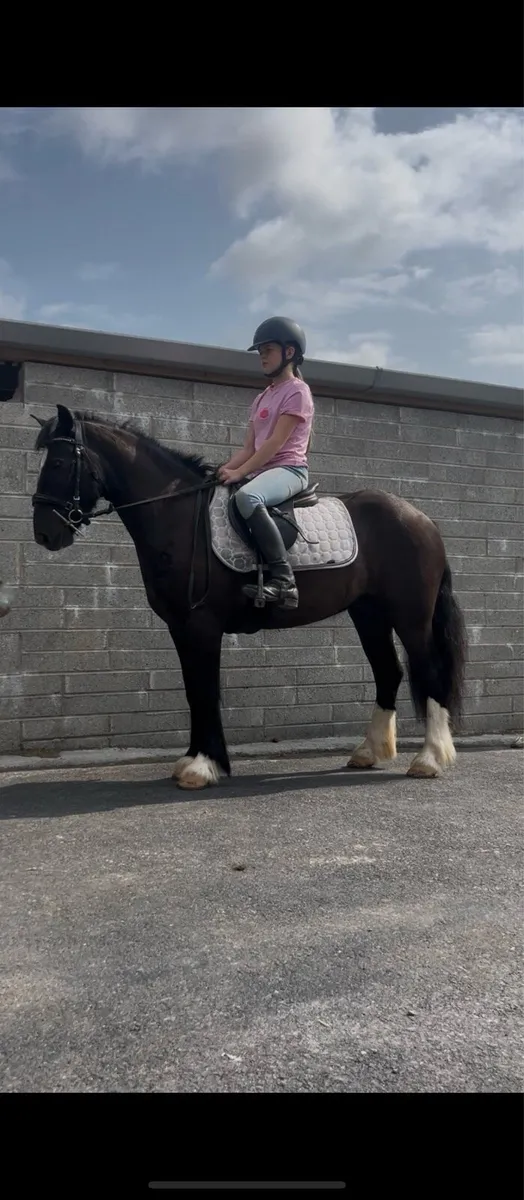 🍀Harry alrounder cob gelding🍀 - Image 1