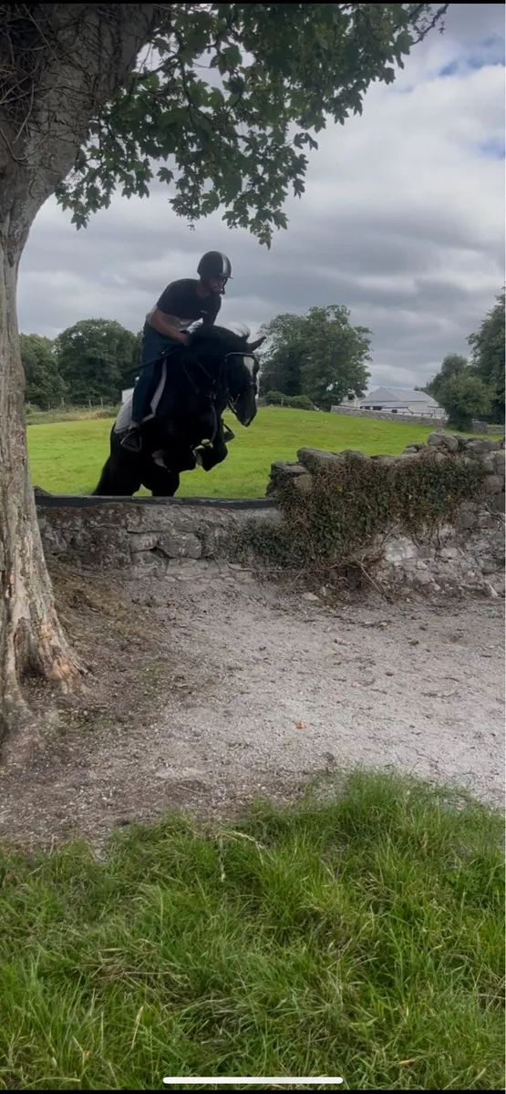 🍀Harry alrounder cob gelding🍀 - Image 2