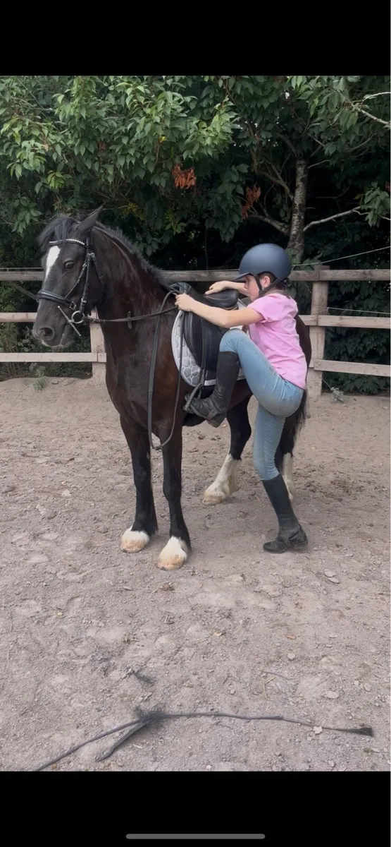 🍀Harry alrounder cob gelding🍀 - Image 3