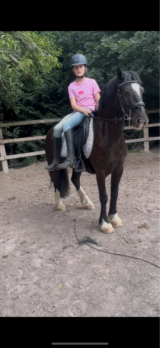 🍀Harry alrounder cob gelding🍀 - Image 4