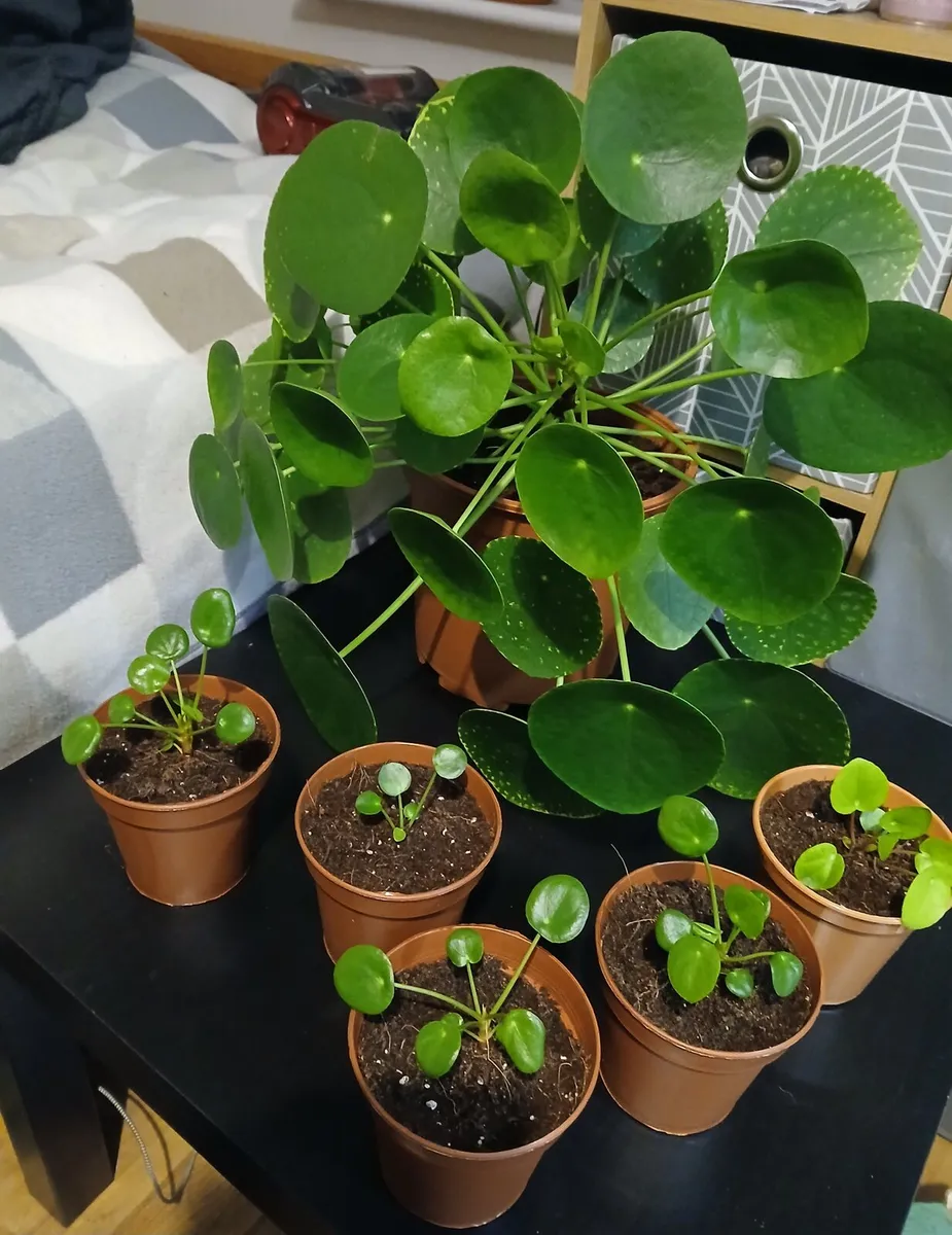 Pilea (Chinese money plant) - Image 1