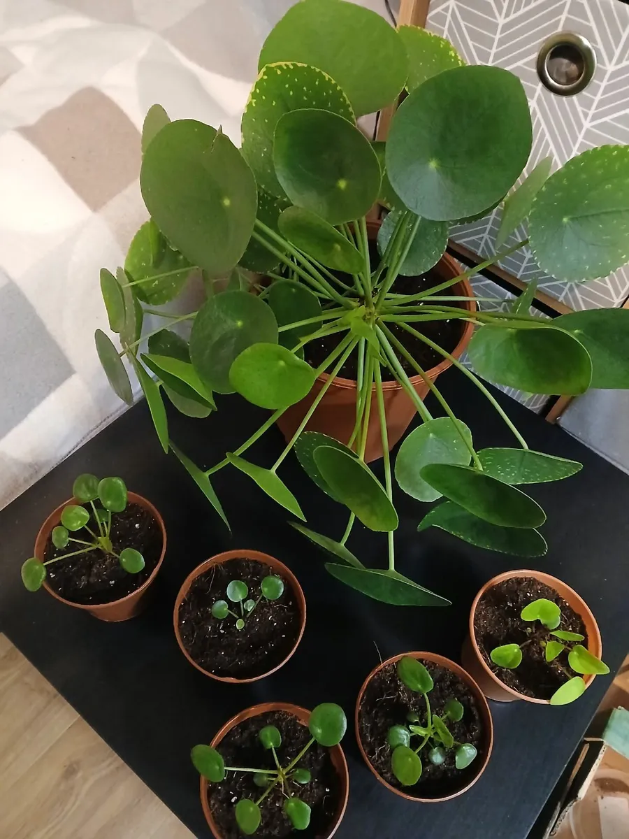 Pilea (Chinese money plant) - Image 2