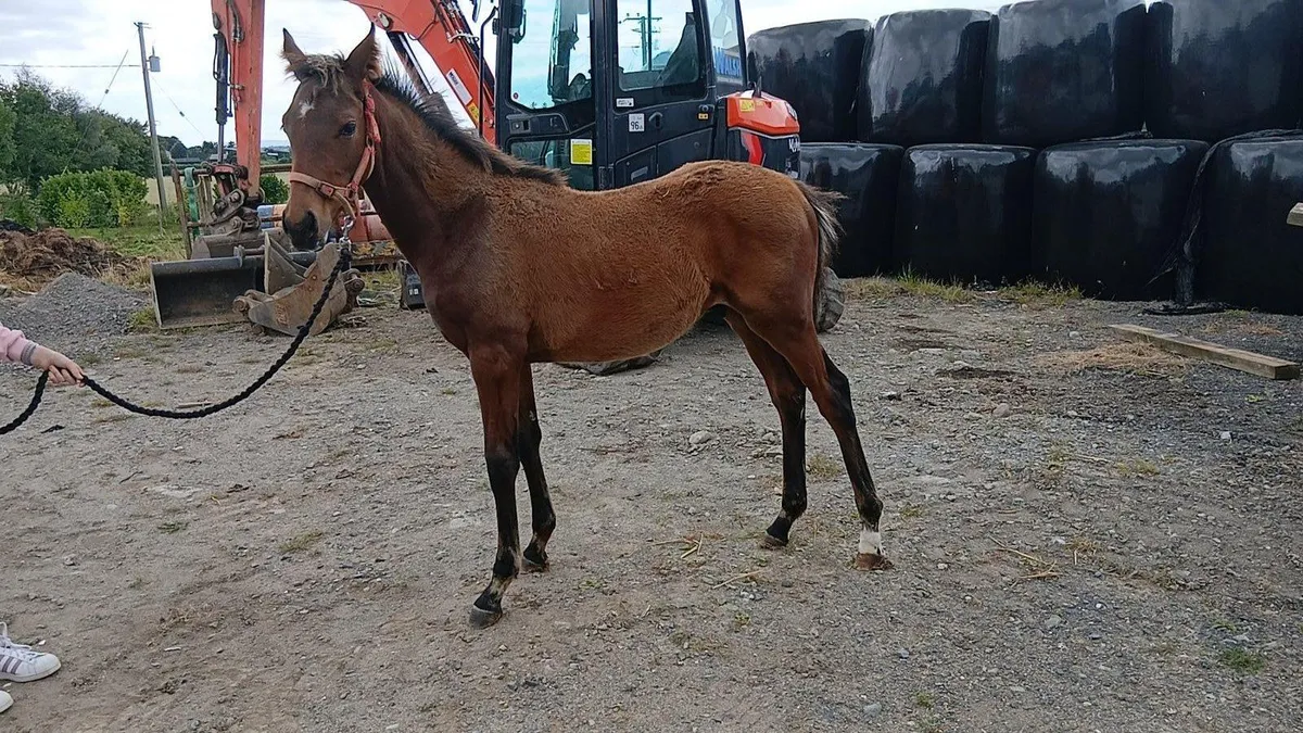Bay pony foal - Image 1