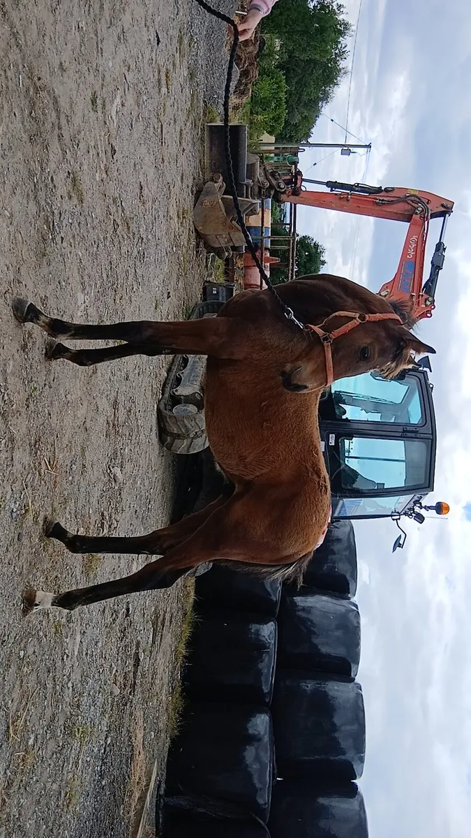 Bay pony foal - Image 2