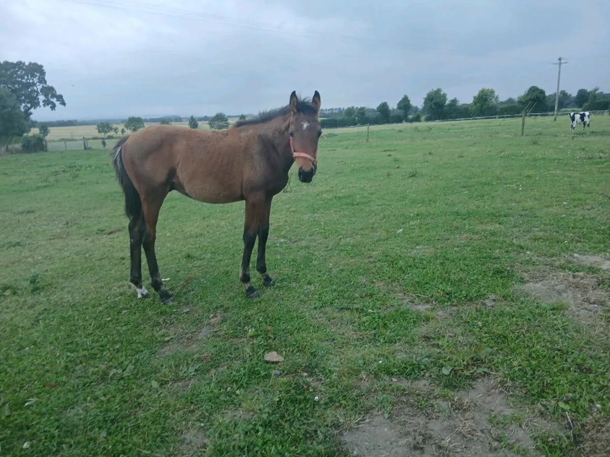 Bay pony foal - Image 3