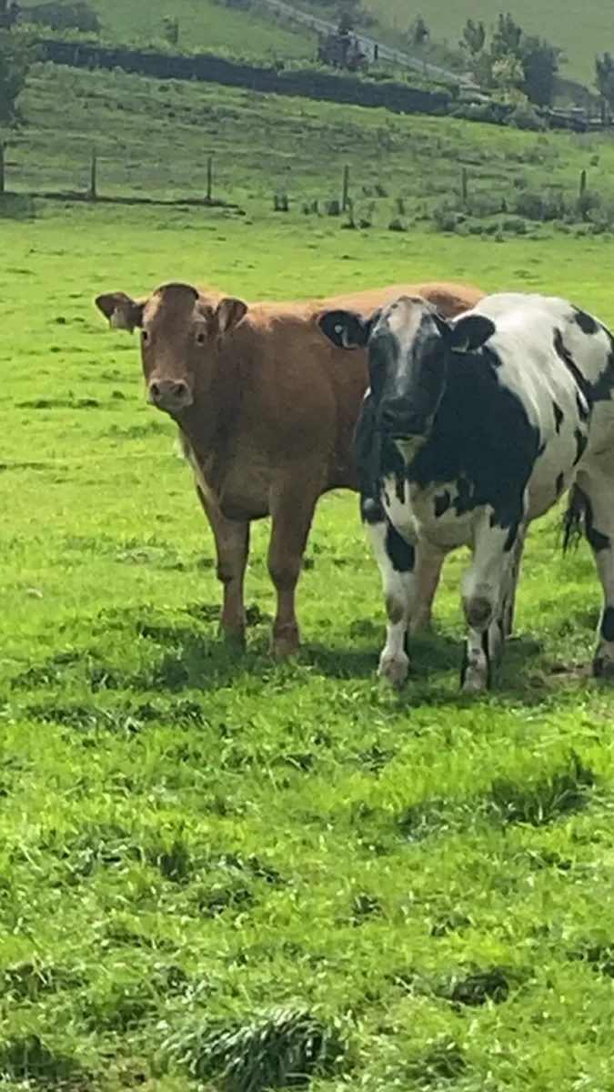Heifers for Roscommon Tuesday night 12/8/25 - Image 1