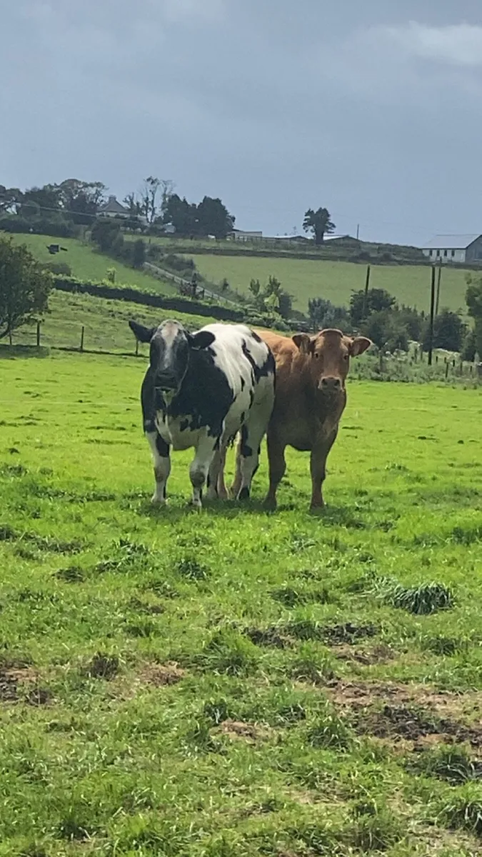 Heifers for Roscommon Tuesday night 12/8/25 - Image 2