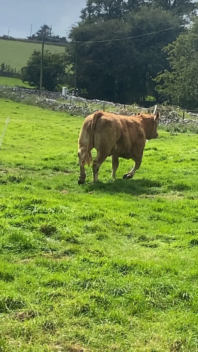Heifers for Roscommon Tuesday night 12/8/25 - Image 3