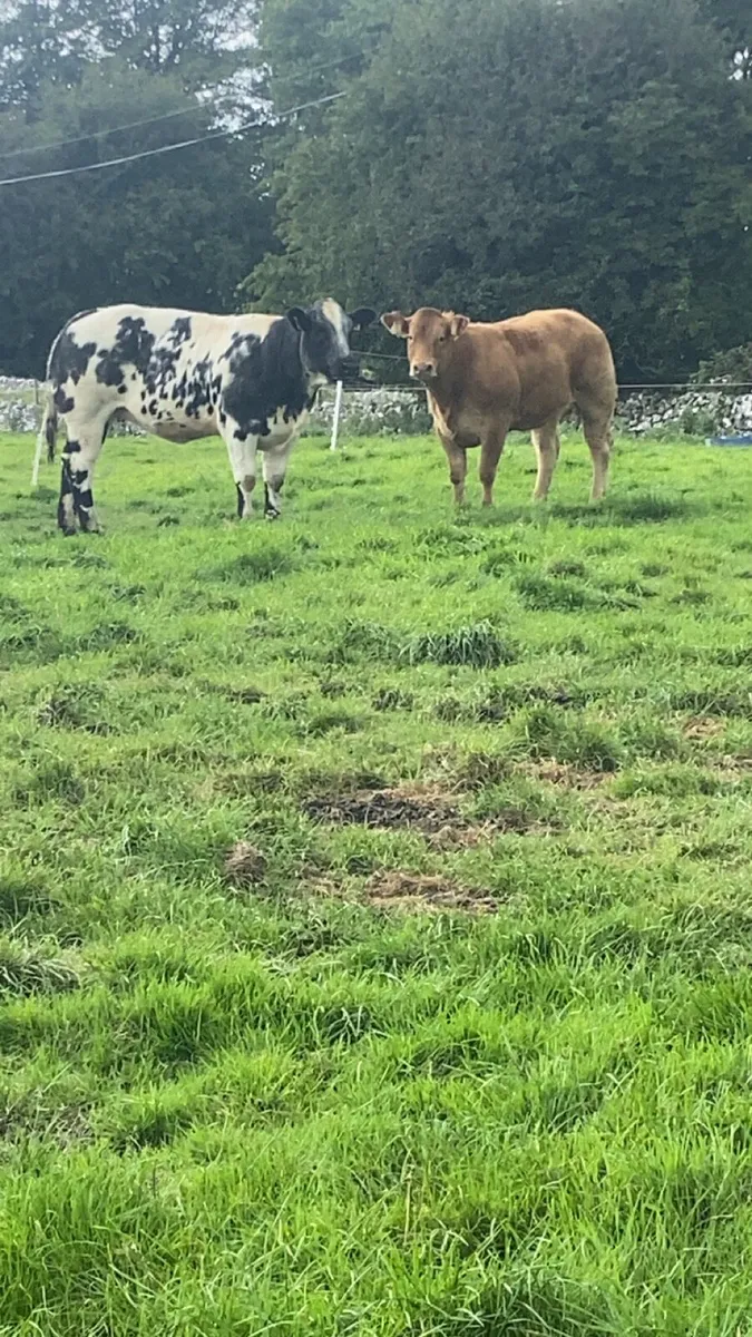 Heifers for Roscommon Tuesday night 12/8/25 - Image 4